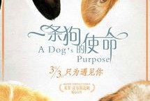 电影一条狗的使命在线观看